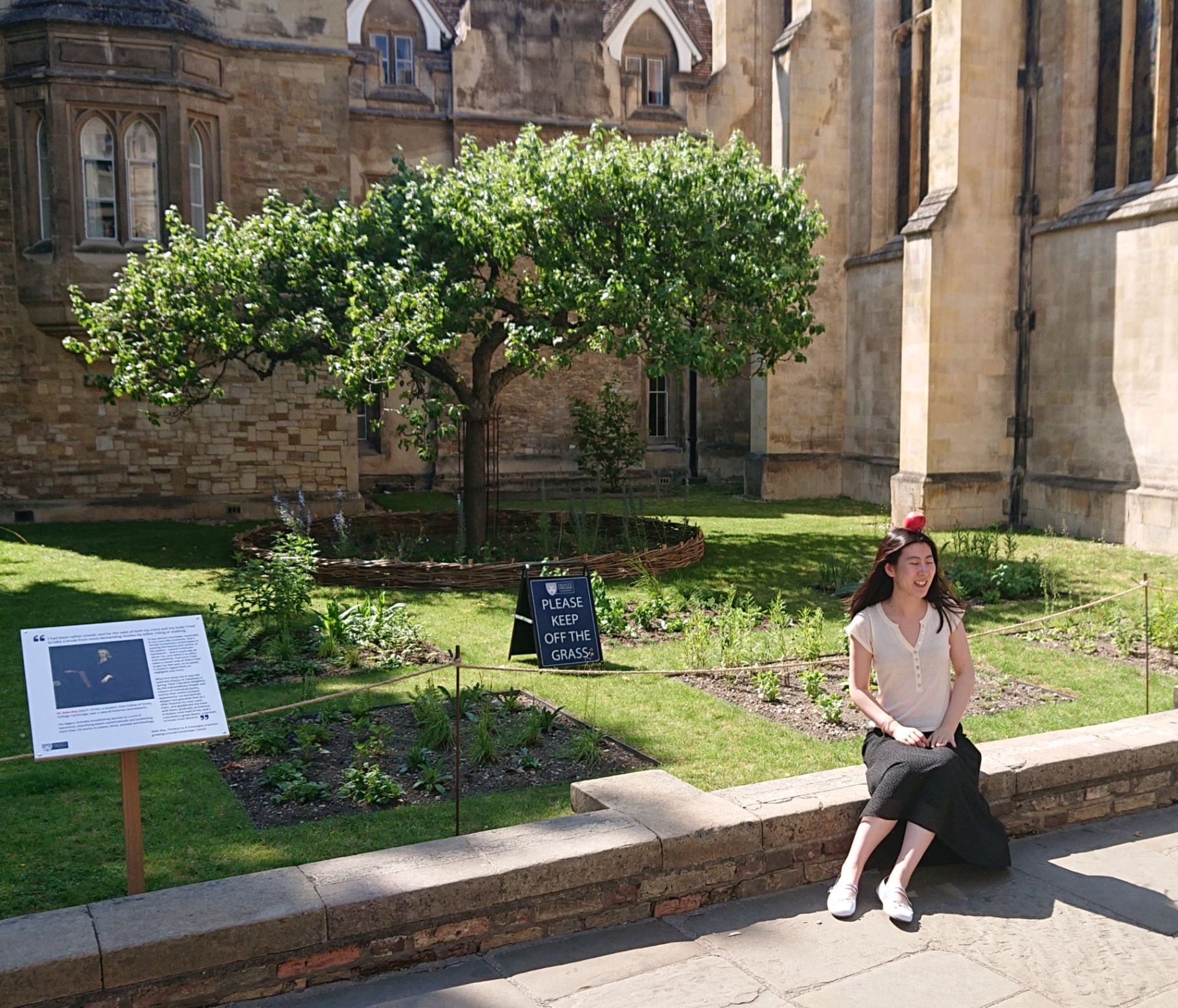 Newton's apple tree in Trinity College